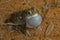 Toad Natterjack Epidalea calamita in its pond looking for a partner