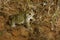 Toad Natterjack Epidalea calamita in its pond looking for a partner