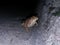 A toad at night sitting at urban environment on concrete stair.