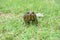 Toad is posing on the grasses