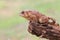 Toad on pride rock