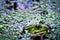 Toad in the river. a toad partially submerged in a duckweed in a pond