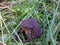 Toad sits on mowed grass