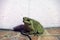 Toad sitting on the floor. it is a tailless amphibian with a short stout body and short legs.