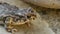 Toad sitting on a stone wall breathing - close up