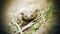 A toad soiled in mud sits on the ground among the grass