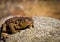 Toad on a stone