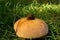 Toad on toadstool