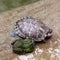 Toad and turtle in Yuantong Temple, Kunming, China