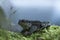 Toad walking on moss, Vosges mountains, France