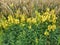 Toadflax - Linaria vulgaris, Norfolk, England, UK