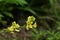 Toadflax. Wild flower.