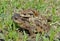 Toads Bufo gargarizans 3