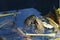 Toads mating in pond,Mating season,Amphibian