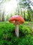 Toadstool