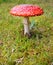 Toadstool