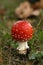 Toadstool