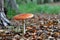 Toadstool Amanita muscaria