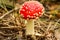 Toadstool ,Amanita muscaria