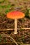Toadstool Autumn Fall Forest odenwald germany