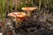 Toadstool in beautiful nature with heather