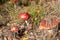 Toadstool in beautiful nature with heather