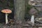 Toadstool and brown birch bolete mushrooms