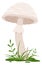 Toadstool cartoon icon. Growing wild mushroom in grass