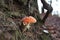 Toadstool - Close-up picture of poisonous mushroom