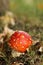 Toadstool or fly agaric mushroom