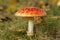 Toadstool or fly agaric mushroom