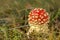 Toadstool or fly agaric mushroom in the grass