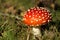 Toadstool or fly agaric mushroom in the grass