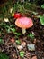 toadstool, forest plants and lying brown leaves