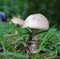 Toadstool in the Grass