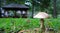 Toadstool in the Grass