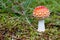 Toadstool in the grass