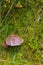 Toadstool grebe fungus dabchick in wet forest