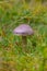 Toadstool grebe fungus dabchick in wet forest