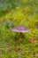 Toadstool grebe fungus dabchick in wet forest