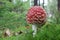 Toadstool growing in the forest