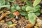 Toadstool growing in the forest