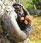 A Toadstool Growing in the Hollow of a Tree