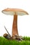 Toadstool growning on the moss