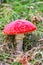Toadstool isolated on grass