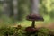 Toadstool on moss