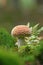 Toadstool in the moss and ferns