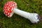 Toadstool mushroom