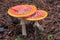 Toadstool mushroom