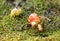 Toadstool mushroom